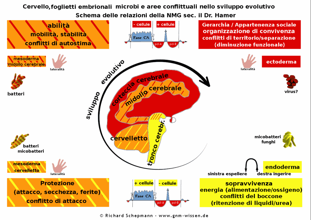 schema-cervello-tessuti-microbi