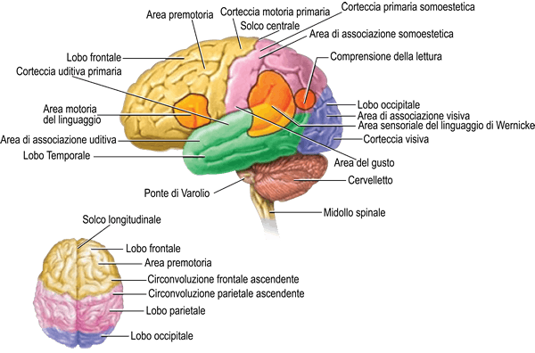 immagine-cervello-e-aree