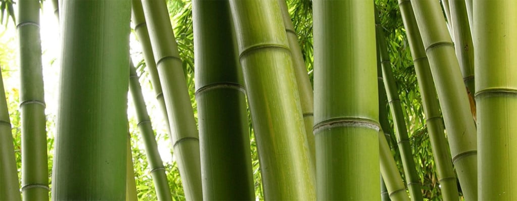 bambu osho meditazione crescita spirituale