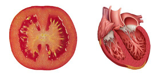 Signatura Rerum: alimenti che curano l’organo a cui assomigliano