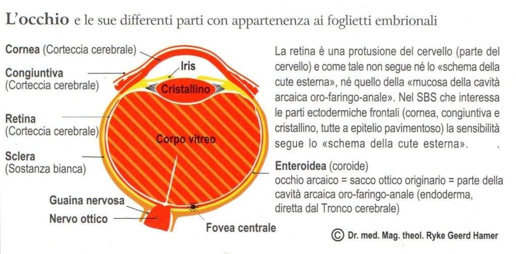 L&#8217;occhio secondo la Nuova Medicina Germanica