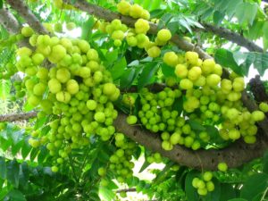 I benefici dell&#8217;olio di Amla