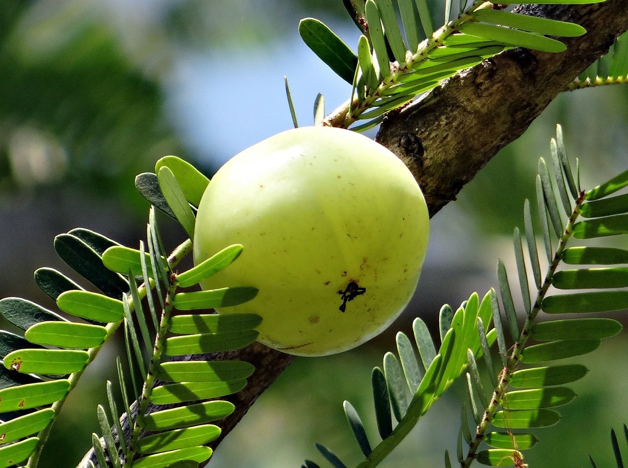 I benefici dell&#8217;olio di Amla