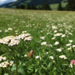 Achillea millefolium