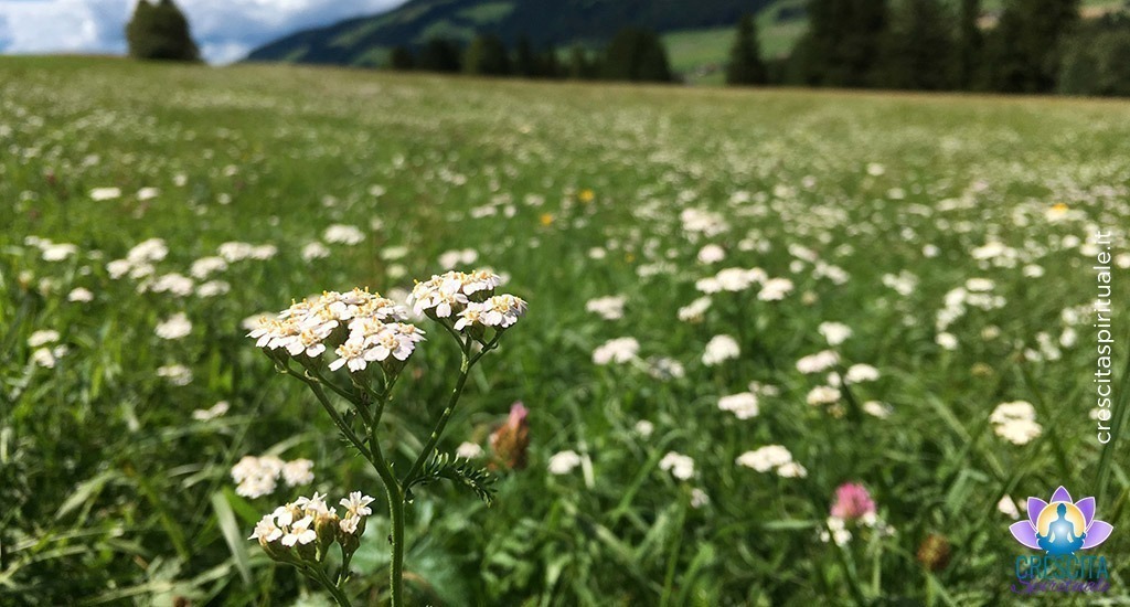 Le incredibili proprietà dell&#8217;Achillea